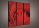 Červená růže 147B S6 - třidílný